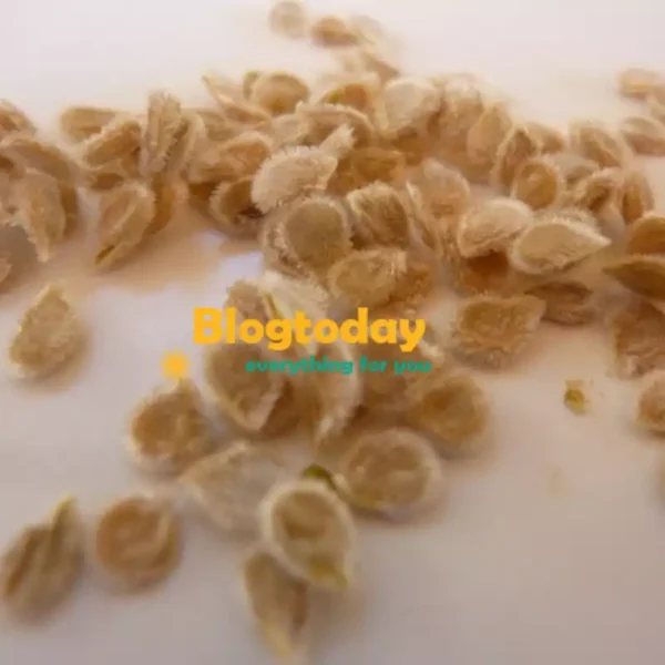 நாட்டு தக்காளி விதை