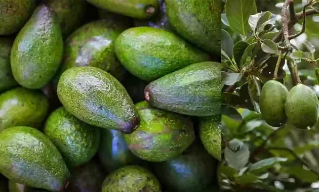 avocado benefits tamil