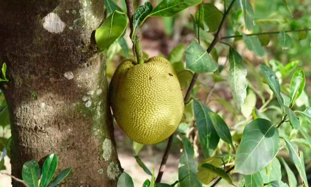 palapalam-jackfruit tree-2 