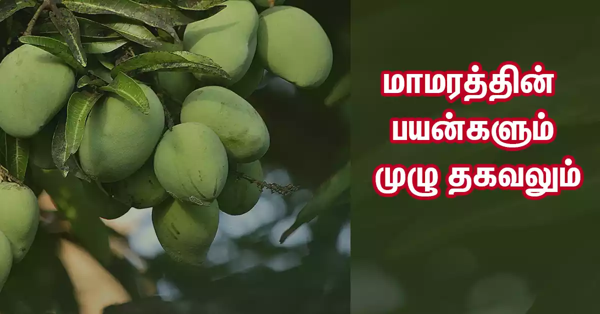 benifits of mango tree in tamil