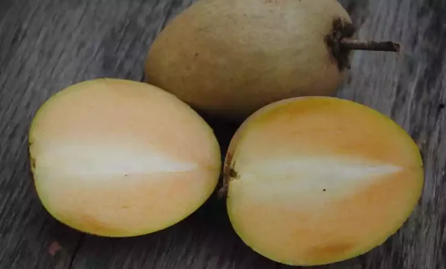 chikoo fruit