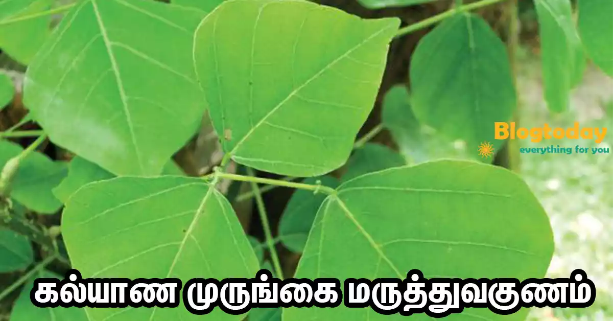 kalyana murungai benefits in tamil