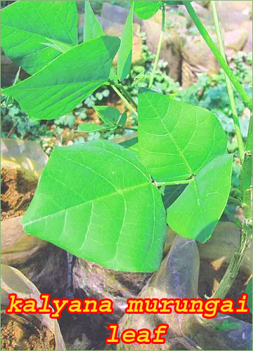 kalyana murungai leaf