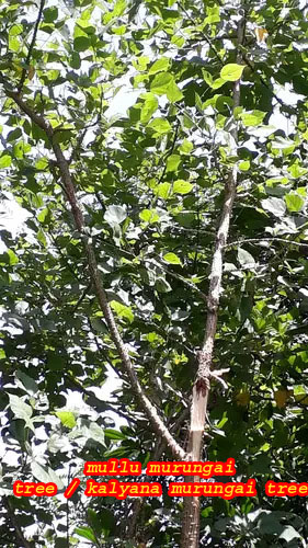 kalyana murungai tree