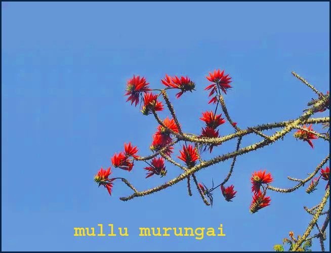 mullu murungai