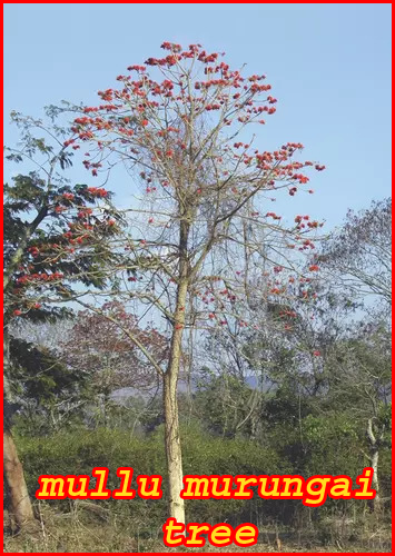 mullu murungai tree